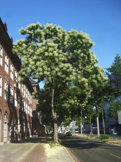 Honigbaum oder Japanischer Schnurbaum