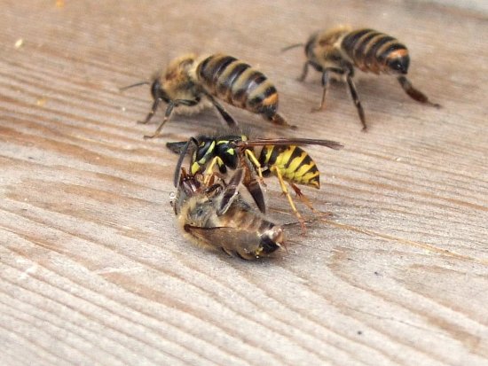 Wespe mit verunglückter Biene