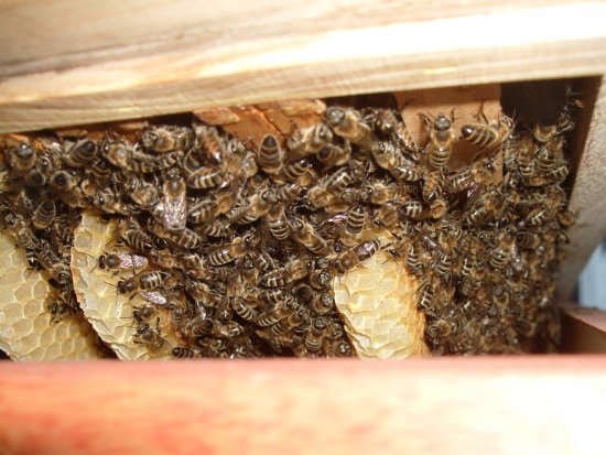 Bienenkugel von unten