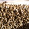Junge Bienen