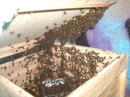 Arbeitslose Bienen