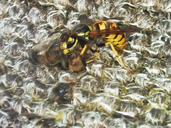 Wespe mit Biene
