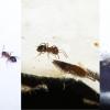 erste Ameisen