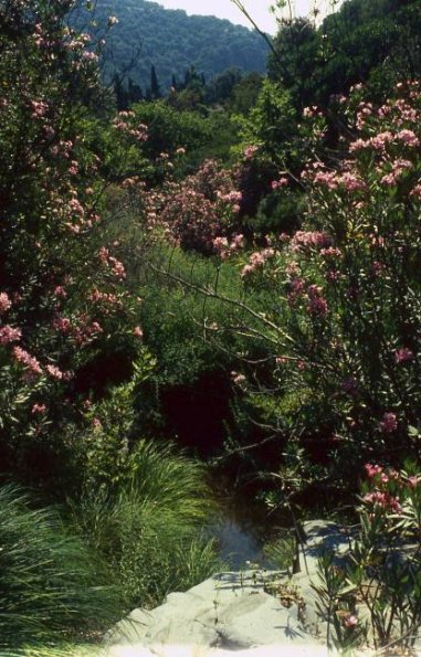 Oleander-Bachaue