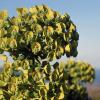 Palisadenwolfsmilch (Euphorbia characias ssp.)