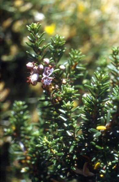 Strauch Erika (Erica manipuliflora)
