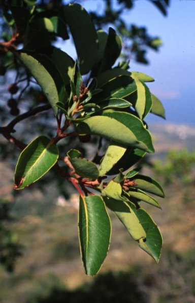 Östlicher Erdbeerbaum (Arbutus andrachne)
