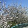 Kirschbluete (Prunus avium)
