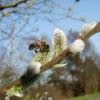 Biene auf Weidenblüte