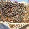 Brutwabe mit Rundmaden und jungen Bienen.