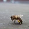 Bienen mit Pollen