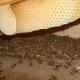 Bienenprojekt