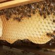 Bienenprojekt