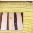 Bee project