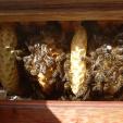 Bienenprojekt