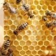 Bee project