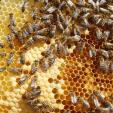 Bienenprojekt