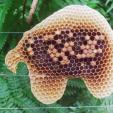 Bienenprojekt