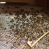 Erster Totenfall - von Wespen genutzt