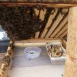 Bee project