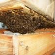 Bienenprojekt