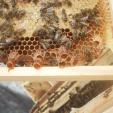 Bienenprojekt