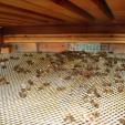 Bienenprojekt