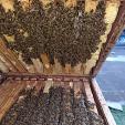 Bee project