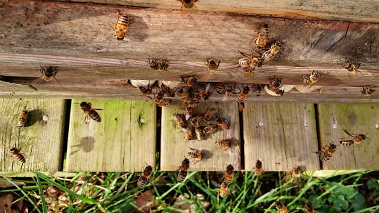 viele "Gelbe" Bienen in K4