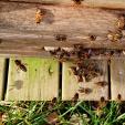 Bienenprojekt