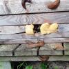 Schnecken vor K11