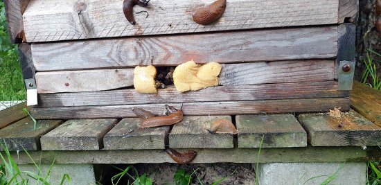 Schnecken vor K11
