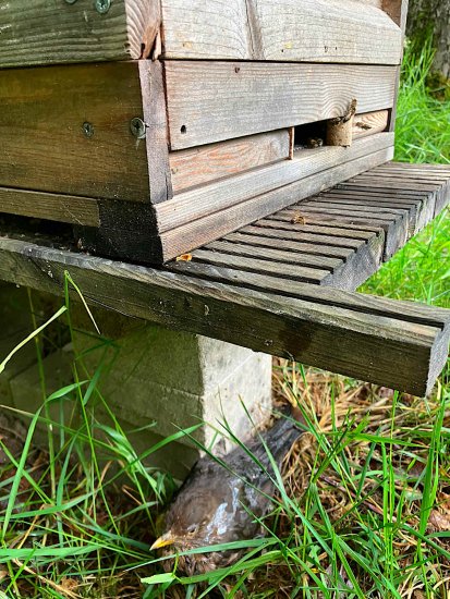 Unfall mit Bienen