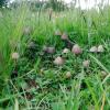 Kleine Pilze auf Kuhdung
