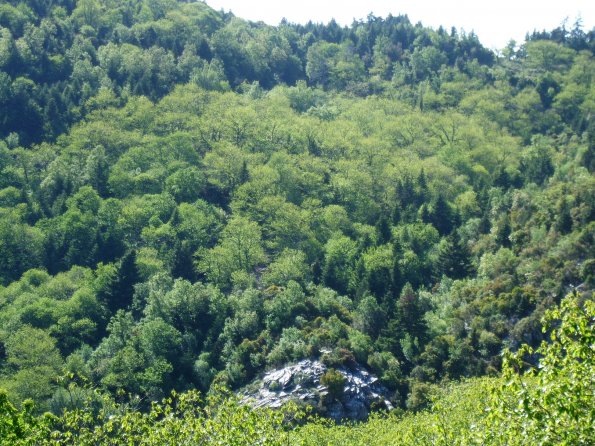 Eßkastanienwald im Frühjahr