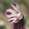 Bunte Ochsenzunge (Anchusella variegata)