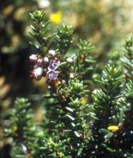 Strauch Erika (Erica manipuliflora)