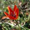 Felsen-Tulpe (Tulpia boeotica)