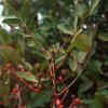 Terpentin-Pistazie (Pistacia terebinthus)