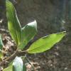 Quercus ilex (Fagaceae) Stein-Eiche