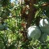 Juniperus drupacea (Cupressaceae) Steinfrucht-Wachholder